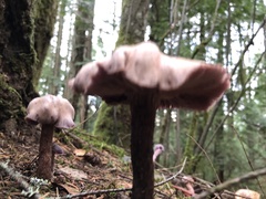 Clitocybe dilatata