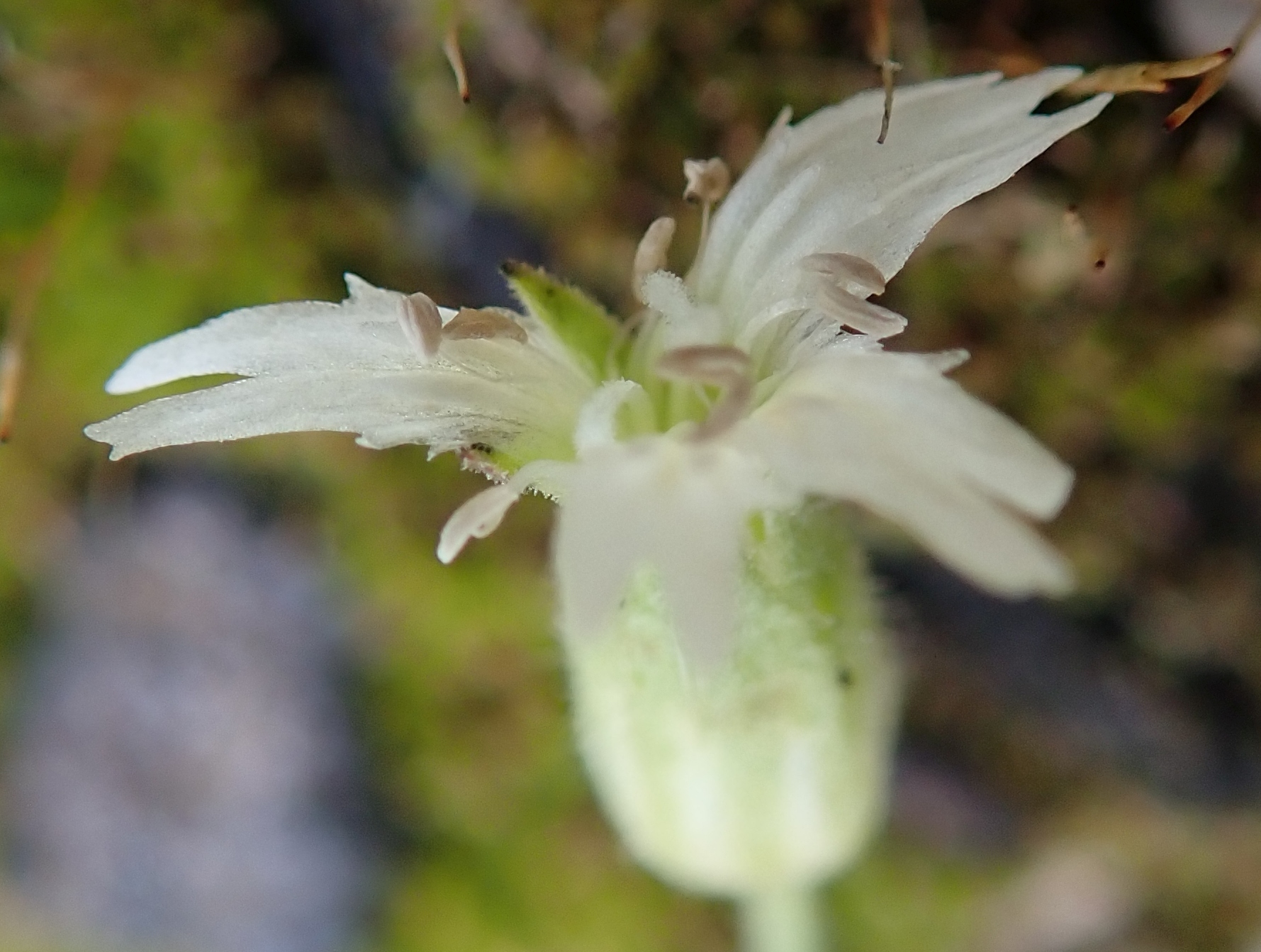 Silene williamsii