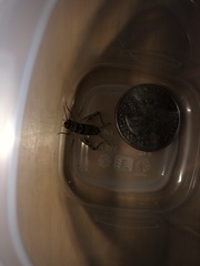Gryllodes sigillatus