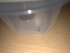 Gryllodes sigillatus