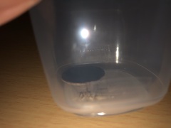 Gryllodes sigillatus