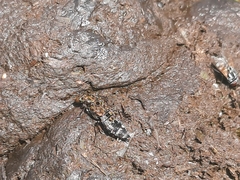 Ontholestes