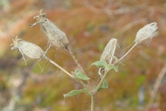 Silene williamsii
