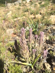 Castilleja schizotricha