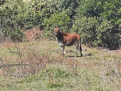 Bos