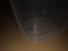 Gryllodes sigillatus