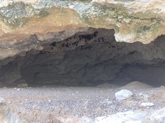 Macrotus waterhousii