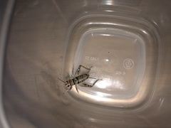 Gryllodes sigillatus