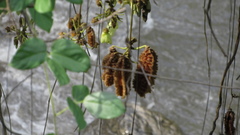 Mucuna mollis
