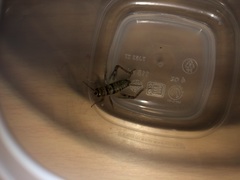 Gryllodes sigillatus