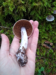 Cortinarius athabascus