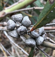 Eucalyptus diversifolia