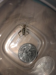 Gryllodes sigillatus