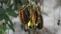 Mucuna mollis