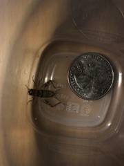 Gryllodes sigillatus