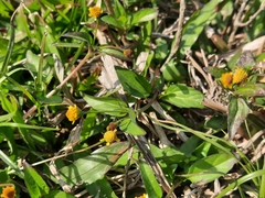 Acmella paniculata