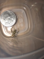 Gryllodes sigillatus