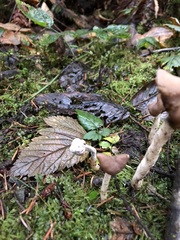 Hypomyces cervinigenus