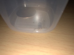 Gryllodes sigillatus