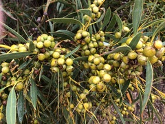Eucalyptus diversifolia