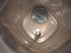 Gryllodes sigillatus