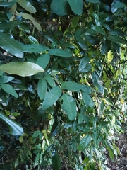 Boquila trifoliolata