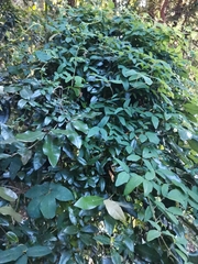 Boquila trifoliolata