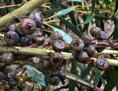 Eucalyptus diversifolia