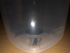 Gryllodes sigillatus