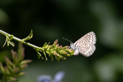 Leptotes trigemmatus