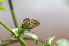 Leptotes trigemmatus