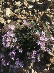Collomia larsenii