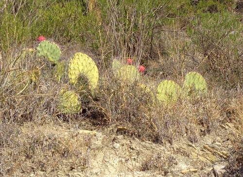 Image of Opuntia stenopetala by (c) Luc Wyn, some rights reserved (CC BY)
