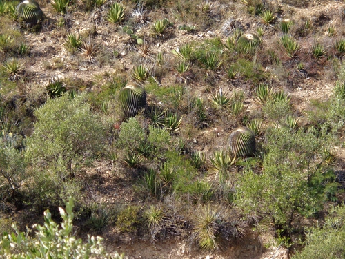 Echinocactus platyacanthus
