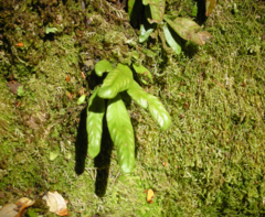 Notogrammitis givenii