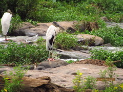 Mycteria americana