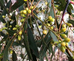 Eucalyptus porosa