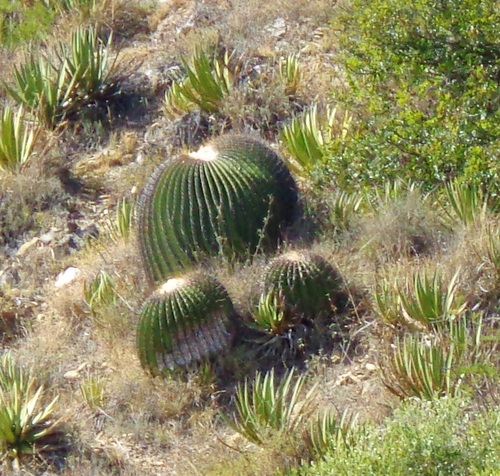 Echinocactus platyacanthus