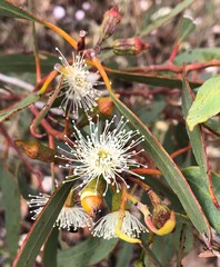 Eucalyptus incrassata