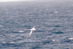 Phaethon aethereus mesonauta