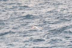 Phaethon aethereus mesonauta