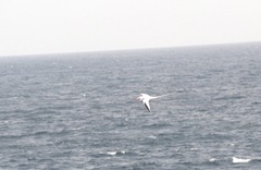 Phaethon aethereus mesonauta