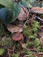 Cortinarius birkebakii