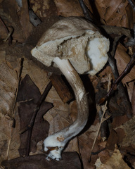 Leccinellum albellum