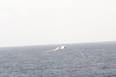 Phaethon aethereus mesonauta