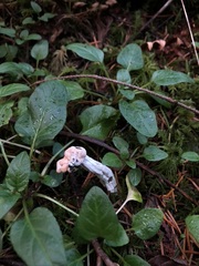 Hypomyces cervinigenus