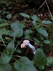 Hypomyces cervinigenus