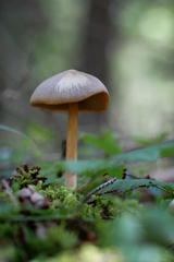 Entoloma holoconiotum