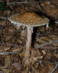 Amanita rubescens rubescens