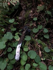 Hypomyces cervinigenus